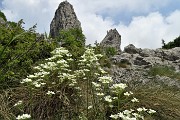 72 Fiori di sassifraga nel ghiaione dei torrioni Longo e Gemelli